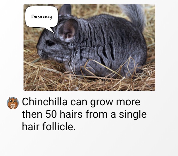 chinchilla