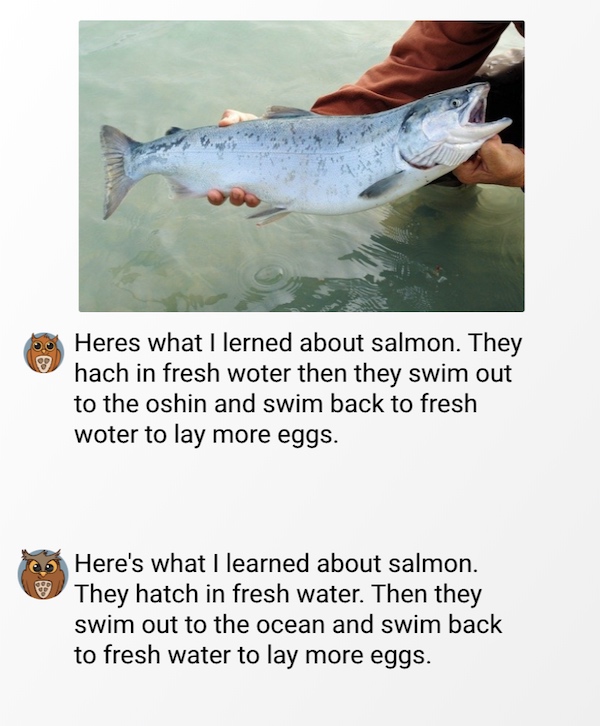 salmon